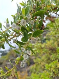 Tasaigo - Tenerifei festőbuzér - Rubia fruticosa, Rubia fruticosa, etnobotanika